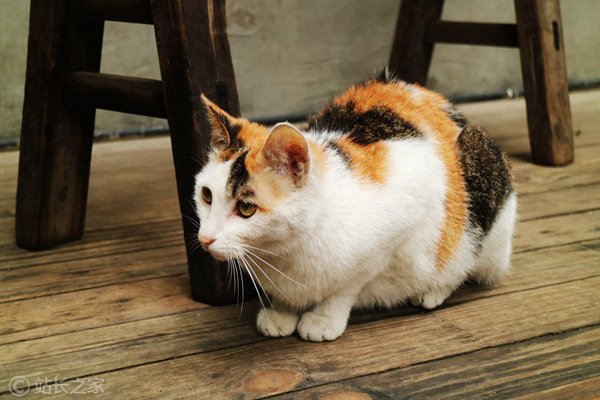 猫、宠物 (1) (图片版权所属:站长之家) 猫、宠物 (1)